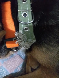 Ошейник х/б тесьма Collar Брезент безразмерный (ширина 25 мм, длина 52 см) (6755Collar) фото от покупателей 2