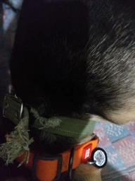 Ошейник х/б тесьма Collar Брезент безразмерный (ширина 25 мм, длина 52 см) (6755Collar) фото от покупателей 1