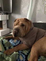 Худи для собак DogClub Compton XL Coffe
