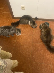 Сухой корм для кошек Optimeal Sterilised с лососем 10 кг (4820215368179) фото от покупателей 5