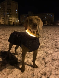 Жилетка для собак DogClub Snup XXL Green фото від покупців 1