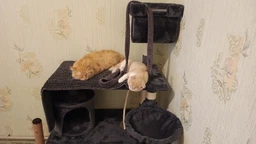Ігровий комплекс (дряпка), будиночок для кота 140х75×40 см Avko CatTree сіра 1950 - кілька платформ для лазання та ігор, будиночок для відпочинку, лежак