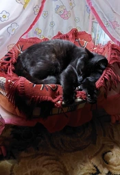 Сухой корм Purina Friskies для взрослых котов с курицей и овощами 10 кг фото от покупателей 7