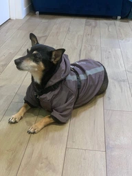 Куртка для собак DogClub Sunny XL Plum