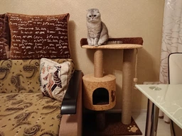 Кошачья когтеточка лазалка в домик с лежанкой для кошек кото 90х60х40см молочно бордовая фото от покупателей 6