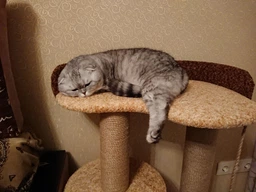 Кошачья когтеточка лазалка в домик с лежанкой для кошек кото 90х60х40см молочно бордовая фото от покупателей 5