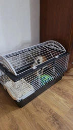 Клетка для морских свинок Ferplast Casita 80 78х48х50 см Черная с домиком (57065170)