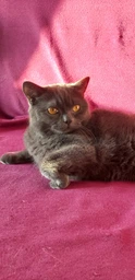 Влажный корм для кошек при заболеваниях мочевыводящих путей Purina Veterinary Diets UR St/Ox - Urinary Feline 10 шт по 85 г фото от покупателей 8