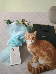 Мобильный телефон Apple iPhone 13 128GB Midnight (MLPF3HU/A)