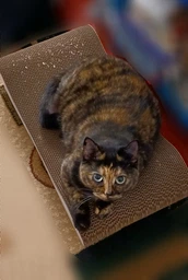 Кігтеточка дряпка з гофрокартону лежанка для котів з картонним фасадом Cat Joy Modern Whitish 54x13x25 см