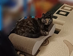 Кігтеточка дряпка з гофрокартону лежанка для котів з картонним фасадом Cat Joy Modern Whitish 54x13x25 см фото від покупців 1