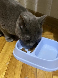 Сухой корм для кошек Carpathian Pet Food Optimal Care 12 кг фото от покупателей 9