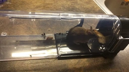 Мишоловка живоловка багаторазова з прозорого пластику Humane Trap (НТ-25295) фото від покупців 3