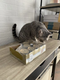 Упаковка влажного корма для кошек Purina Gourmet Gold Паштет с тунцом 24 шт по 85 г фото от покупателей 19