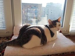 Шлейка для собак з повідцем Pet Style "Сітка" Рожева S фото від покупців 9