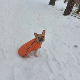 Жилет Pet Fashion E.Vest для собак фіолетовий SМ фото від покупців 4