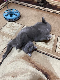 Іграшка для котів Trixie Трек ігровий з мишкою «Crazy Circle» d:24 см, h:29 см фото від покупців 1