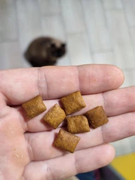 Сухой корм Royal Canin 11+ для стареющих кошек в возрасте от 12 лет 4кг фото от покупателей 6