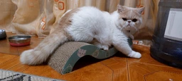 Дряпка Trixie Mimi Wave для котів, 50х9х23 см (картон) фото від покупців 5