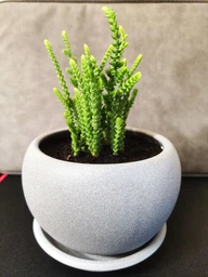 Сукулент Красула муксусная (Crassula muscosa), контейнер 7*7*8 см (s007s) фото від покупців 1