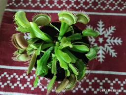 Венерина мухоловка. Дионея Floret
