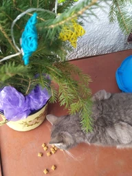 Упаковка лакомств для котов Dreamies с курицей 6 шт по 60 г (4008429037887) фото от покупателей 4