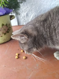 Упаковка лакомств для котов Dreamies с курицей 6 шт по 60 г (4008429037887) фото от покупателей 2
