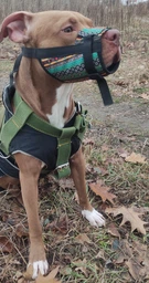 Намордник Hi Dog из нейлона регулируемый №3 25-34 см Boha green (2100102387011)