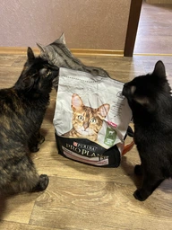 Сухой корм Purina Pro Plan Adult 1+ Delicate Digestion для кошек с чувствительным пищеварением с ягненком 3 кг фото от покупателей 4