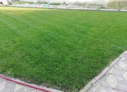 Семена Green Home газонная трава Лилипут 4 кг фото от покупателей 2