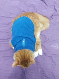 Жилетка для собак з кільцем Pet Style "Однотон" Біла XS