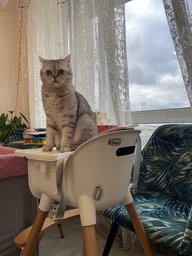 Стульчик для кормления Kinderkraft Sienna Pink (5902533915132) (KKKSIENPNK0000)