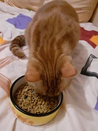 Сухий корм для кішок Purina Pro Plan Sterilised з кроликом 10 кг (7613033566486)
