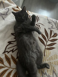 Сухий корм для кішок Purina Cat Chow Hairball проти утворення волосяних кульок 1.5 кг (5997204514486) фото від покупців 3
