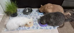 Сухой корм для кошек Optimeal Sterilised с лососем 10 кг (4820215368179) фото от покупателей 4
