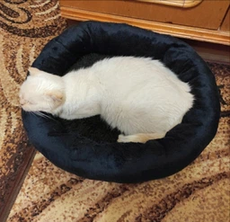 Лежак для котов и собак Природа Tommy 50х50х10 см (4823082430666)