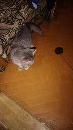 Дряпка для кота Мур-Мяу Малюк 30х30х42 см для маленьких кошенят у джутовій мотузці Сірий фото від покупців 7