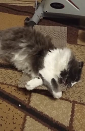 Сухой корм для котят Brit Care Cat GF Kitten Growth & Developmen с курицей и индейкой 2 кг фото от покупателей 2