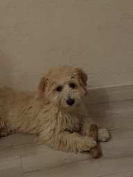 Палиця з кавового дерева для собак HealthyDoggo Coffee Stick розмір M (5-10кг) фото від покупців 4