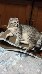 Кігтеточка лежанка з картону з дерев'яним фасадом Cat Joy Авангард Коричнева 59х18х25 см фото від покупців 15