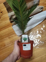 Цикас Революта (Саго́вник поника́ющий) Cycas Revoluta, Ø12 см. H 40-50 см.