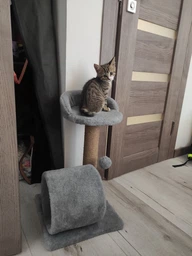 Кігтеточка для маленьких кошенят Мур-Мяу Котейка 30х30х54 см дряпка у джутовій мотузці Бежевий МТК фото від покупців 8