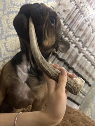 Рога оленя lucky dogs розмір M Середній фото від покупців 10