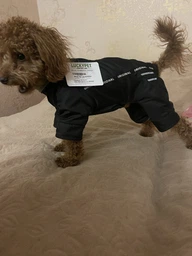 Lucky Pet Комбінезон Фокс для породи Мопс червоний M2 №1, 28 х 60 см фото від покупців 1