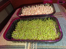 Набір для вирощування мікрозелені Panda microgreen на 7 врожаїв (ТОП 7 видів культур)