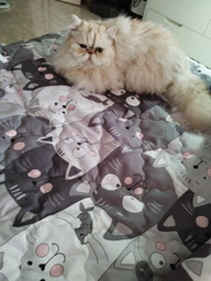 Ковдра Руно літня полуторна 140x205 см антиалергенне волокно Grey Cat (Р321.52СЛКУ_Grey Cat) фото від покупців 15