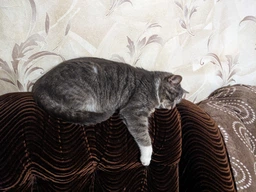 Сухой корм для кошек Carpathian Pet Food Optimal Care 12 кг фото от покупателей 6