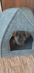 Палатка Lucky Pet Регги №2 40х40х42 см Серый (4820268553836) фото от покупателей 2