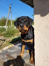 Сухий корм для цуценят великих порід Premium Puppies Large Breeds з куркою 1 кг Ваговий Клуб 4 Лапи