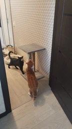 Когтеточка для кота дряпка Мур-Мяу Гламур 37х37х64 см для кошек в сизалевой веревке Светло Бежевый